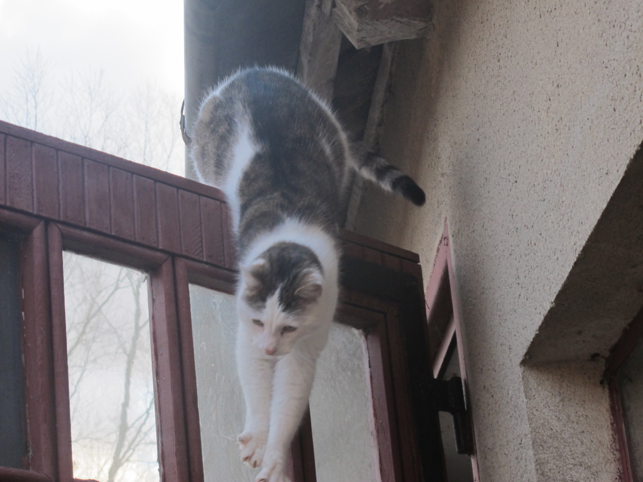 Koty 22-04-25 - Chudy, który zwisa z drzwi od garażu.